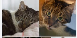 Pino: Ein Kater mit Charakter und einer Prise Eigensinn