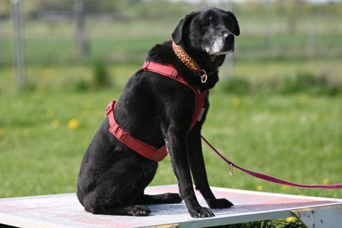 TSV Labrador Rüde