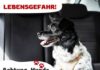 Hunde gehören im Sommer nicht ins Auto