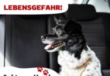 Hunde gehören im Sommer nicht ins Auto