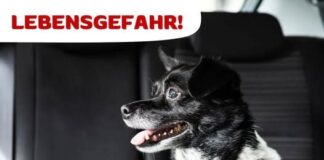 Hunde gehören im Sommer nicht ins Auto