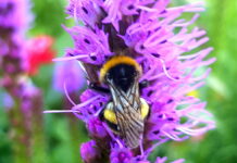 Insektenfreundliche Pflanzen locken die Tiere an!