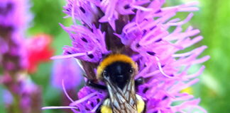 Insektenfreundliche Pflanzen locken die Tiere an!
