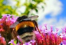 Guten Appetit Hummel!