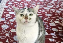 Dringend sucht Mely ein neues Zuhause!