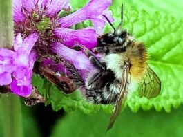 Insekten willkommen!
