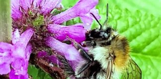 Insekten willkommen!