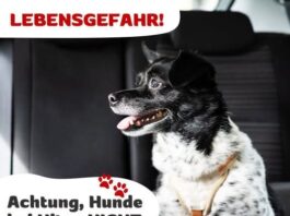 Hunde gehören im Sommer nicht ins Auto – Lebensgefahr schon nach Minuten!