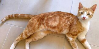 Katzenmädchen Rubi !