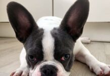 Dringend neues Zuhause gesucht!