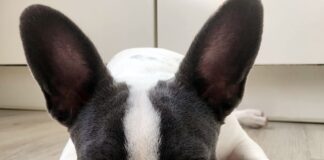 Dringend neues Zuhause gesucht! Lucky hat ein wunderbares Zuhause gefunden!