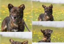 Gemeinsam mutig sein: Rosalie sucht ein Zuhause (gerne mit Ersthund!)