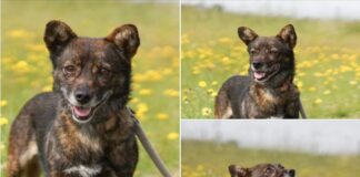 Gemeinsam mutig sein: Rosalie sucht ein Zuhause (gerne mit Ersthund!)