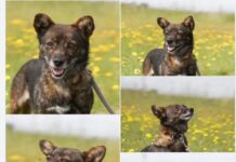 Mit Futter und Geduld ins Herz: Rosalie sucht verständnisvolle Begleiter