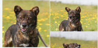 Mit Futter und Geduld ins Herz: Rosalie sucht verständnisvolle Begleiter