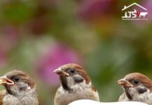 Hitzeschutz für Wildtiere: Mit einfachen Mitteln durch den Sommer helfen