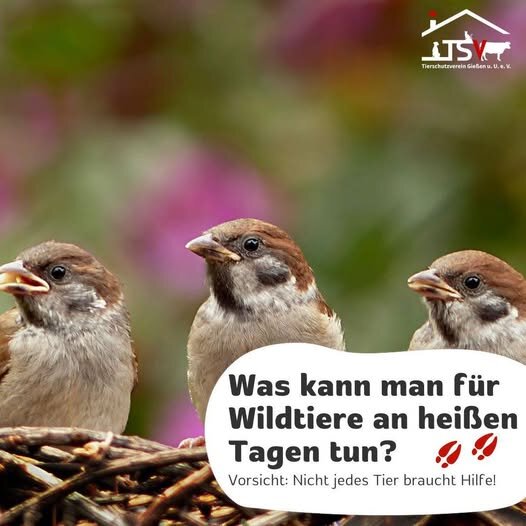 hitzeschutz für Wildtiere