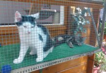 Erfolgreiches Katzenreich Sommerfest e.V.