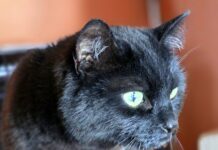 Die Geschichte von Nala!