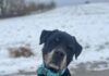Rottweileropi in großer Not!