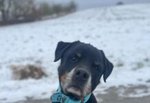 Rottweileropi in großer Not!