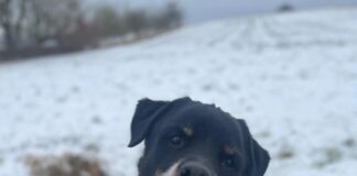 Rottweileropi in großer Not!