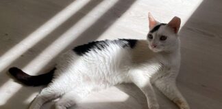Griechische Prinzessin sucht Paradies! Zuhause im Schwarzwald gefunden!