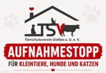 Aufnahmestop im Tierheim Gießen