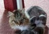 Eine arme Katze!