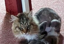 Eine arme Katze!