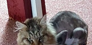 Eine arme Katze!