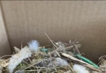 Erstversorgung von Jungvögeln Wichtig: unbedingt. fachkundigen Rat einholen : Wildvogelhilfe.org. , NABU, vogelkundiger Tierarzt.