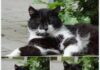 Im besten Katzenalter: Unser charmanter Pippo sucht ein Zuhause!