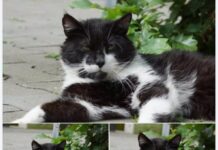 Im besten Katzenalter: Unser charmanter Pippo sucht ein Zuhause!