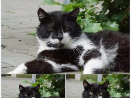 Im besten Katzenalter: Unser charmanter Pippo sucht ein Zuhause!