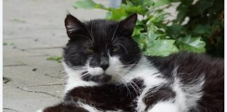 Im besten Katzenalter: Unser charmanter Pippo sucht ein Zuhause!