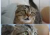 Milo – Scottish-Fold-Kater: Sanfter Begleiter auf vier Pfoten