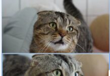 Milo – Scottish-Fold-Kater: Sanfter Begleiter auf vier Pfoten