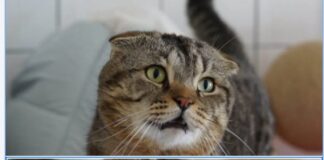 Milo – Scottish-Fold-Kater: Sanfter Begleiter auf vier Pfoten