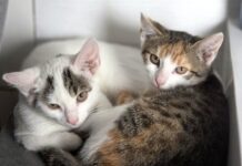 Katzenkinder möchten Ihr Herz erobern!