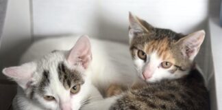 Katzenkinder möchten Ihr Herz erobern!