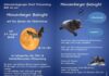 Zur “Fledermausnacht” in Münzenberg am Samstag 29.08.2026 ab 18.00 Uhr lädt die Naturschutzgruppe Stadt Münzenberg e.V. ein