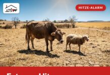Extreme Hitze – bitte schaut hin!