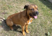 Erfahrende Hundehalter gesucht!