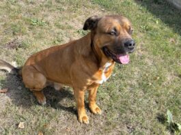 Erfahrende Hundehalter gesucht!