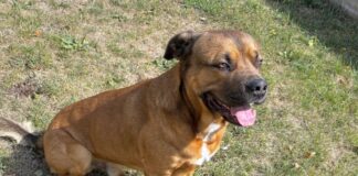 Erfahrende Hundehalter gesucht!