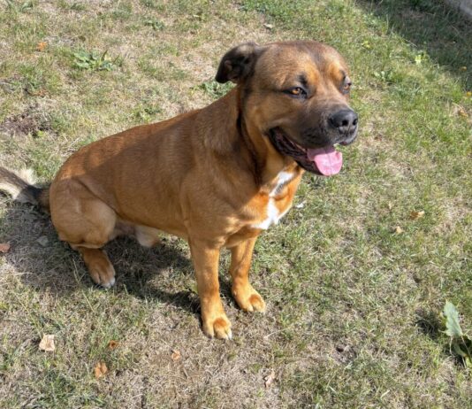 Erfahrende Hundehalter gesucht!