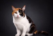 Ein ruhiges Zuhause für eine ganz besondere Katzenmama: Jazz stellt sich vor