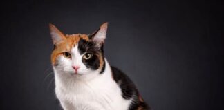 Ein ruhiges Zuhause für eine ganz besondere Katzenmama: Jazz stellt sich vor