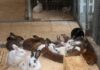 Großer Kraftakt für über 50 Kaninchen im Tierheim Gießen: Futter- und Unterstützungswelle dringend benötigt